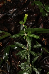 Biophytum aeschynomenifolia image