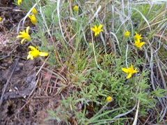 Nestotus stenophyllus