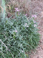 Matthiola sinuata
