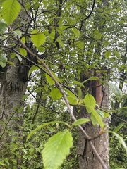 Alnus rubra