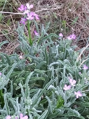 Matthiola sinuata
