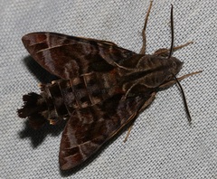 Macroglossum troglodytus