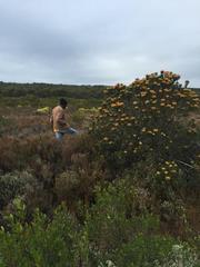 Leucospermum praecox