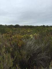 Leucospermum praecox