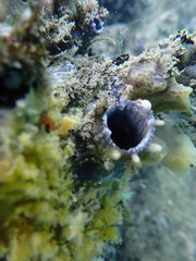 Pyura stolonifera