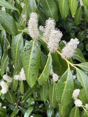 Prunus laurocerasus
