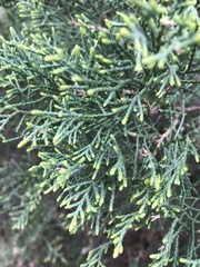 Pinopsida