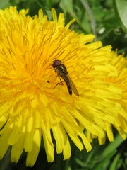 Platycheirus albimanus