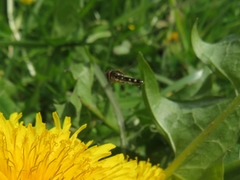 Platycheirus albimanus