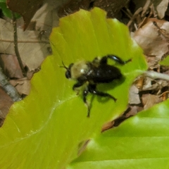 Laphria flavicollis