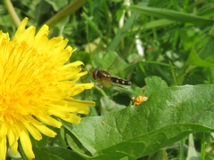 Platycheirus albimanus