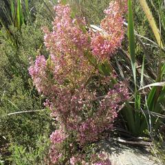 Erica hirtiflora hirtiflora