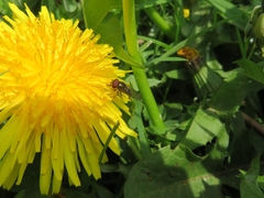 Platycheirus albimanus