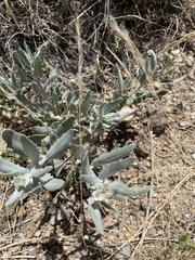 Dimorphocarpa wislizeni