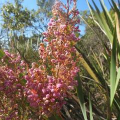 Erica hirtiflora hirtiflora