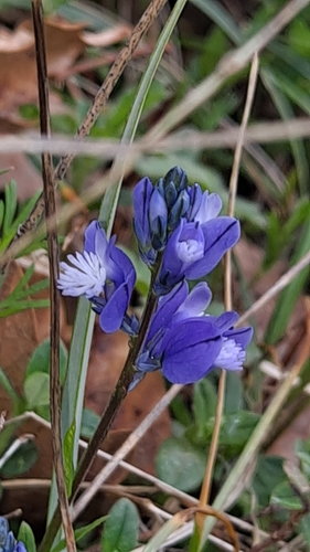Image of Chalk Milkwort by (c) Nico Hernandez, some rights reserved (CC BY)