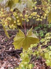 Acer platanoides