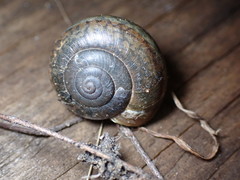 Helminthoglypta coelata