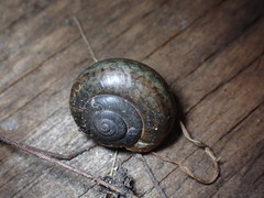 Helminthoglypta coelata