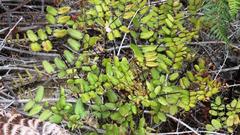 Pellaea pteroides