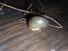 Helminthoglypta coelata