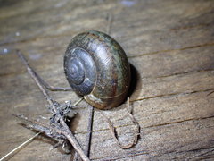 Helminthoglypta coelata