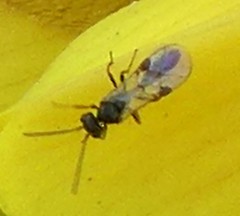 Hymenoptera