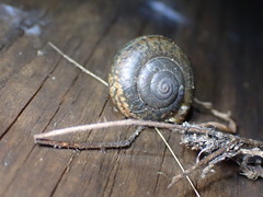 Helminthoglypta coelata