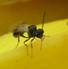 Hymenoptera