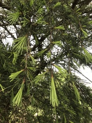 Pinopsida