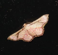 Enispa elataria