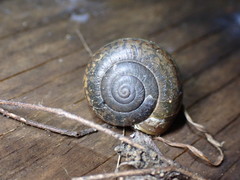 Helminthoglypta coelata