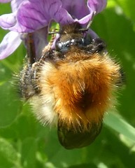 Bombus