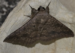 Ericeia subcinerea
