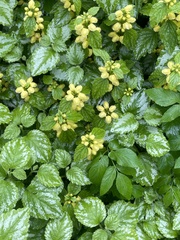 Lamium galeobdolon argentatum