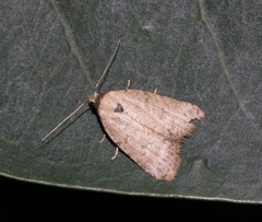 Anachrostis