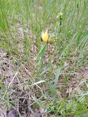 Tulipa sylvestris biebersteiniana