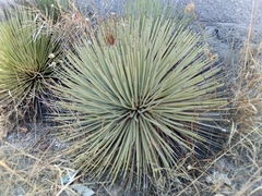 Agave striata