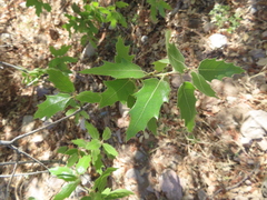 Quercus graciliformis