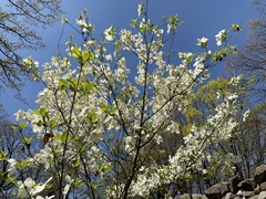 Cornus