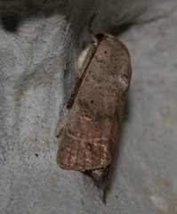 Athetis thoracica