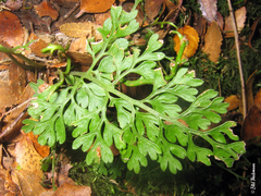 Asplenium dareoides