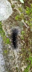 Apistosia judas