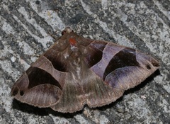 Bastilla arcuata