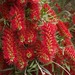 Weeping Bottlebrush - Photo (c) Geoff Fox, some rights reserved (CC BY-NC), uploaded by Geoff Fox