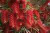 Weeping Bottlebrush - Photo (c) Geoff Fox, some rights reserved (CC BY-NC), uploaded by Geoff Fox