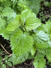 Urtica dioica