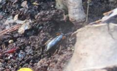 Pseudoderopeltis albilatera