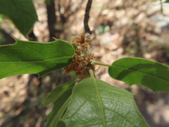 Quercus graciliformis