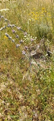 Stachys cretica